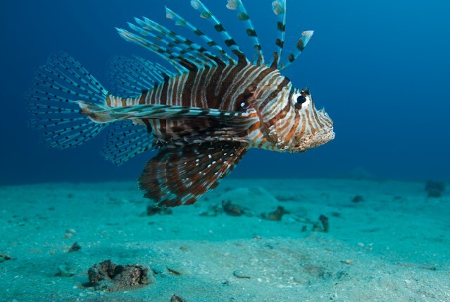 Common lionfish